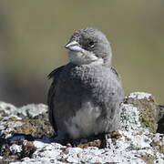 Common Diuca Finch