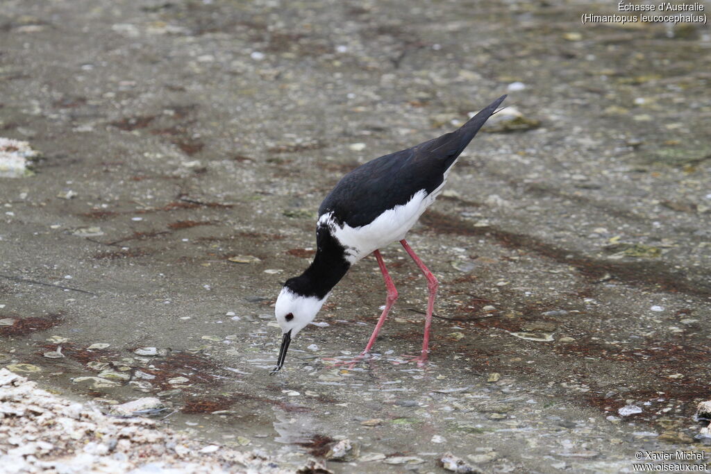 Pied Stilt