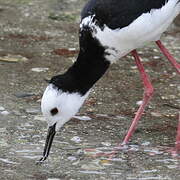 Pied Stilt