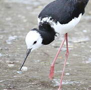 Pied Stilt