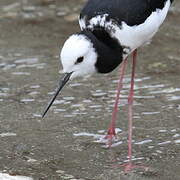 Pied Stilt