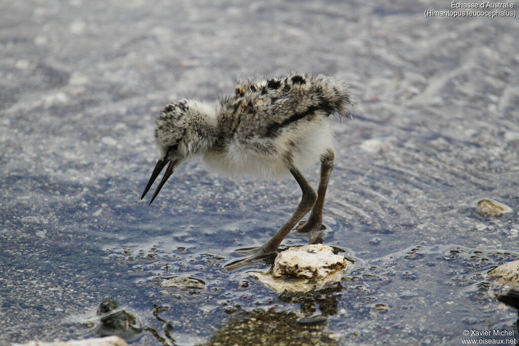 Pied StiltPoussin