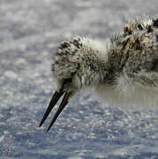 Pied Stilt