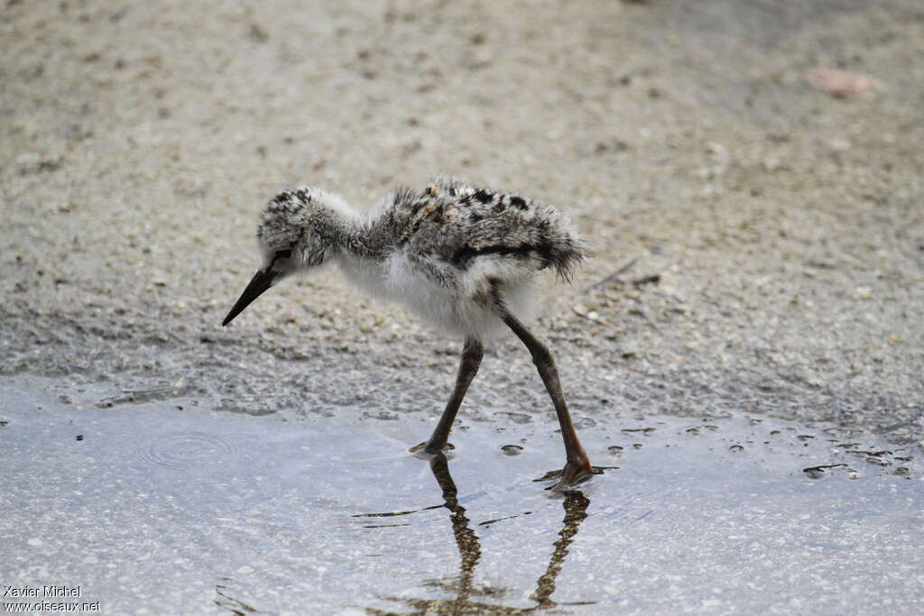 Pied StiltPoussin, identification