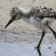 Pied Stilt