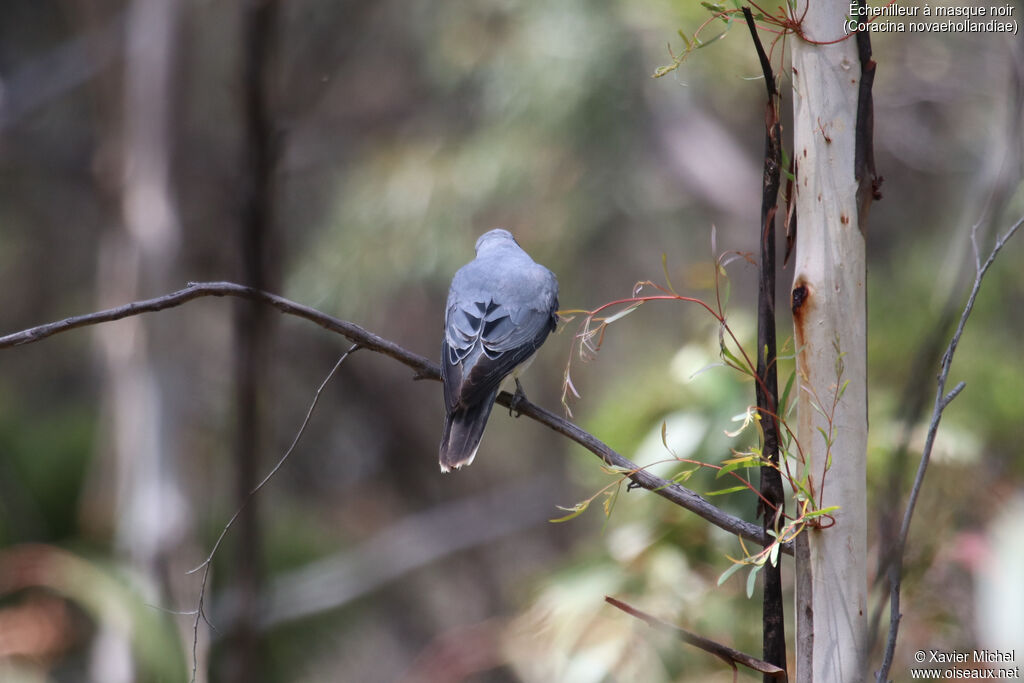 Black-faced Cuckooshrike