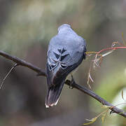 Black-faced Cuckooshrike