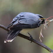 Black-faced Cuckooshrike