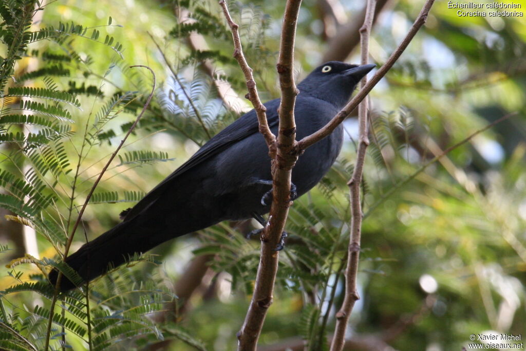 Échenilleur calédonienadulte, identification