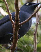 South Melanesian Cuckooshrike