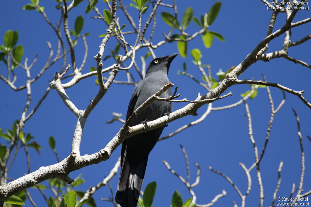 South Melanesian Cuckooshrikeadult, identification