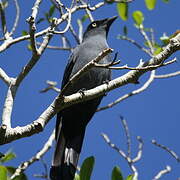 South Melanesian Cuckooshrike