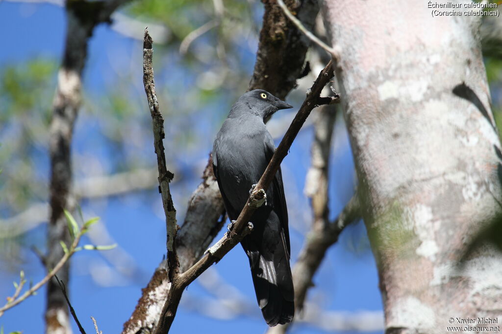 Échenilleur calédonien, identification