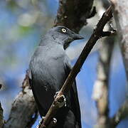 South Melanesian Cuckooshrike