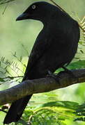 South Melanesian Cuckooshrike