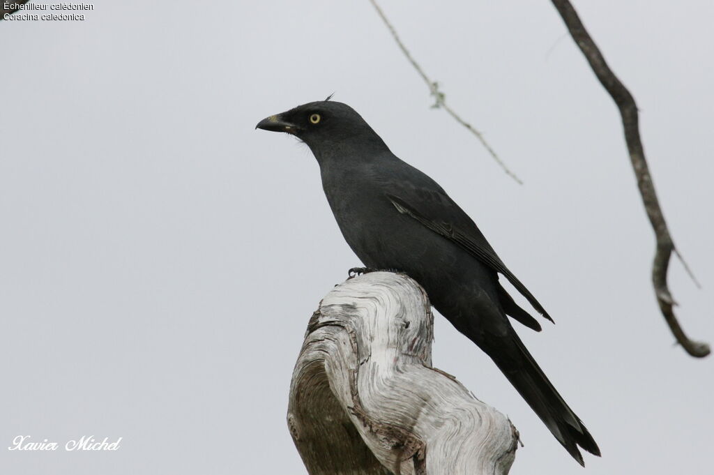 South Melanesian Cuckooshrikeadult, identification