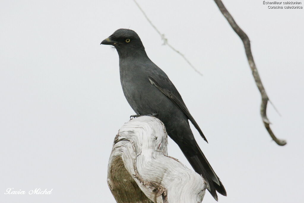 South Melanesian Cuckooshrikeadult, identification