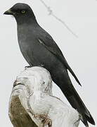 South Melanesian Cuckooshrike