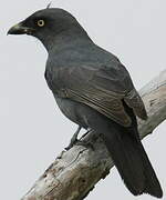 South Melanesian Cuckooshrike