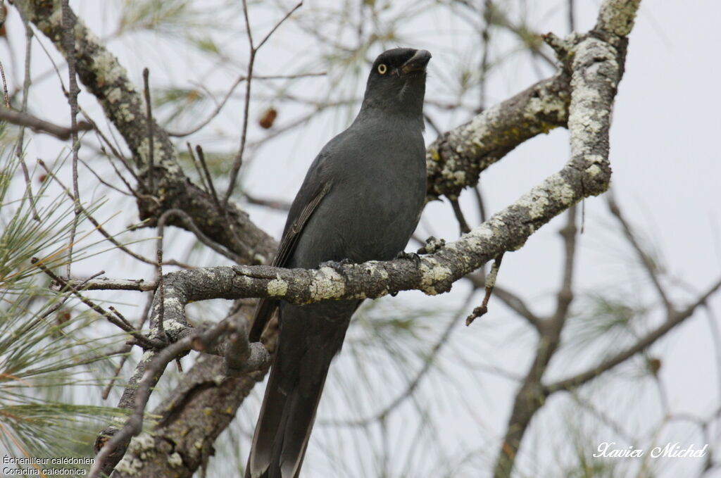 South Melanesian Cuckooshrikeadult