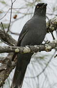 South Melanesian Cuckooshrike