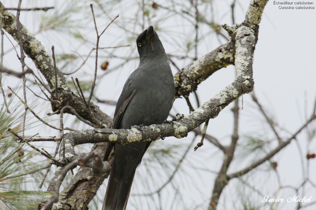 South Melanesian Cuckooshrikeadult