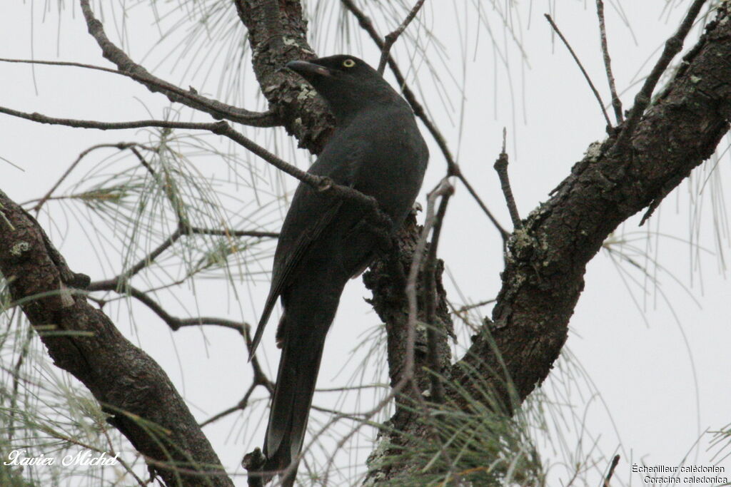 South Melanesian Cuckooshrikeadult