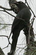 South Melanesian Cuckooshrike