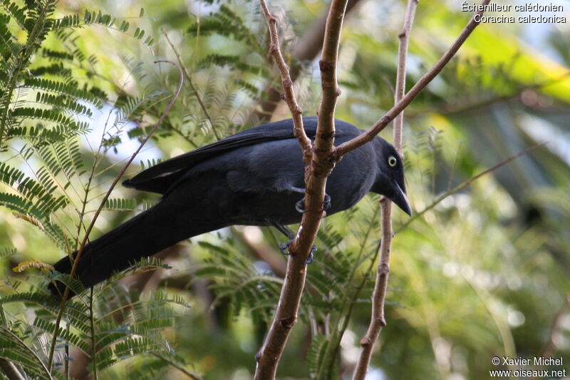 South Melanesian Cuckooshrikeadult, identification