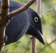 South Melanesian Cuckooshrike