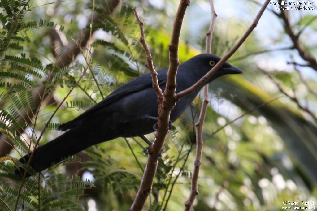 Échenilleur calédonienadulte, identification