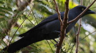 South Melanesian Cuckooshrike