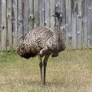 Emu