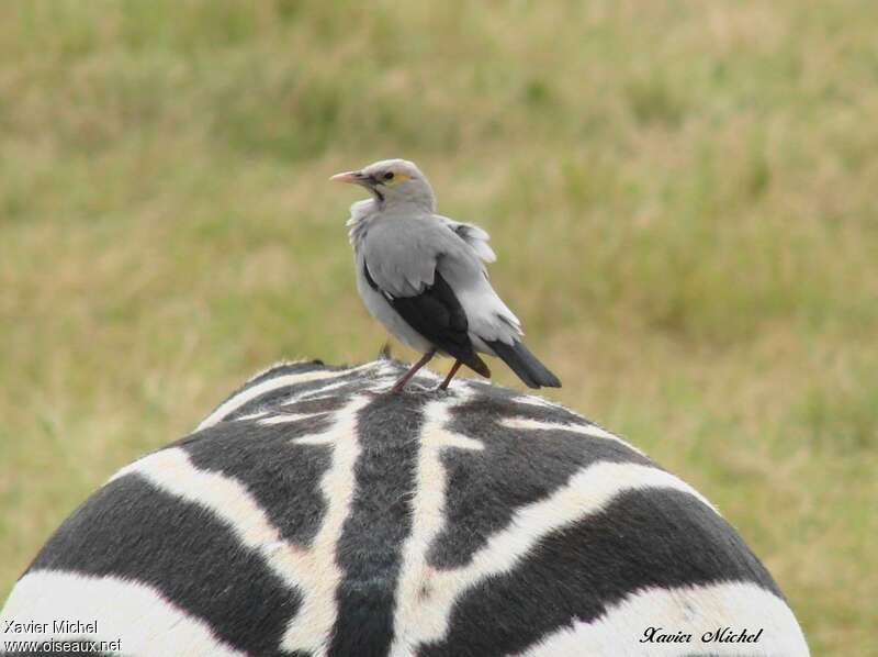 Wattled Starling male adult post breeding, Behaviour