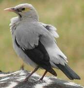 Wattled Starling