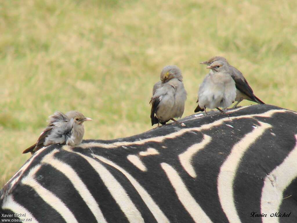 Wattled Starlingjuvenile, pigmentation