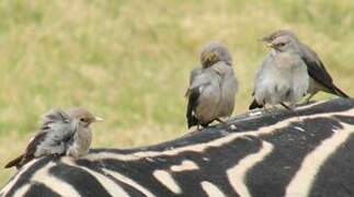 Wattled Starling