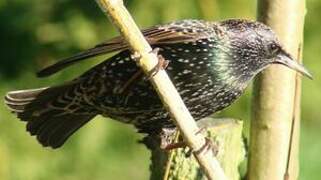 Common Starling