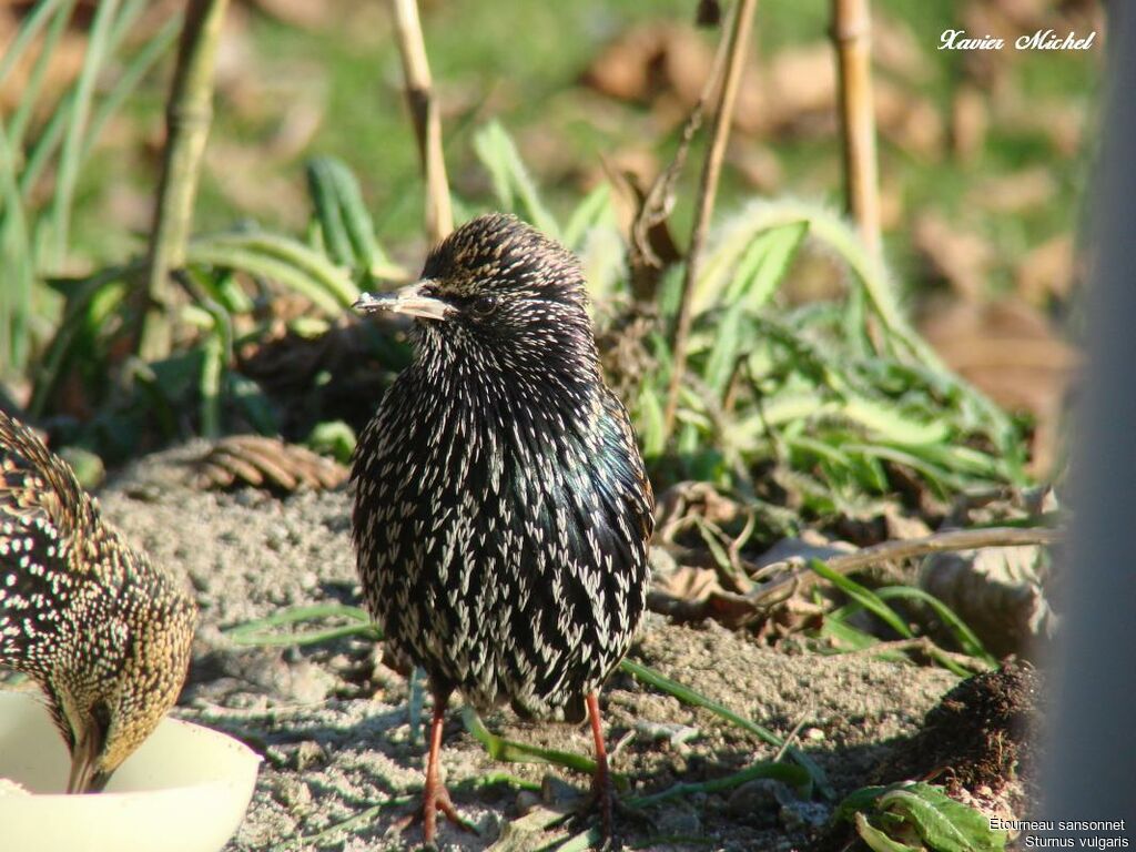 Common Starling