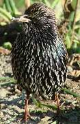 Common Starling