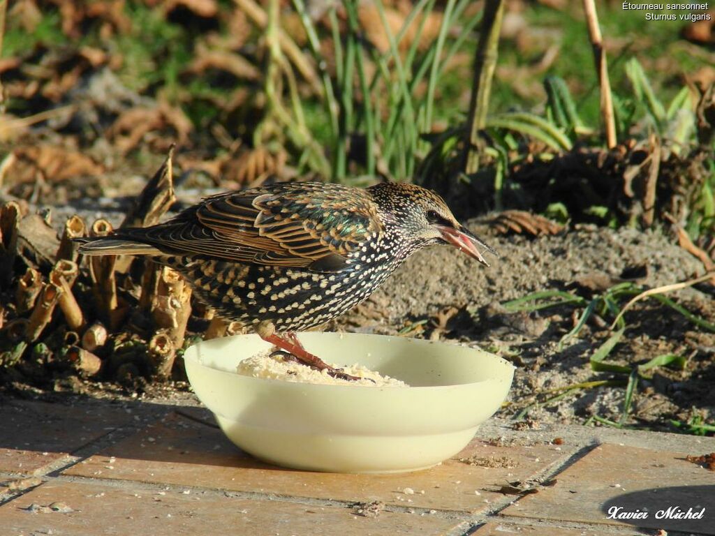 Common Starling