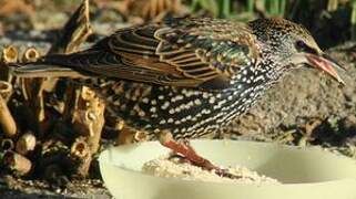 Common Starling