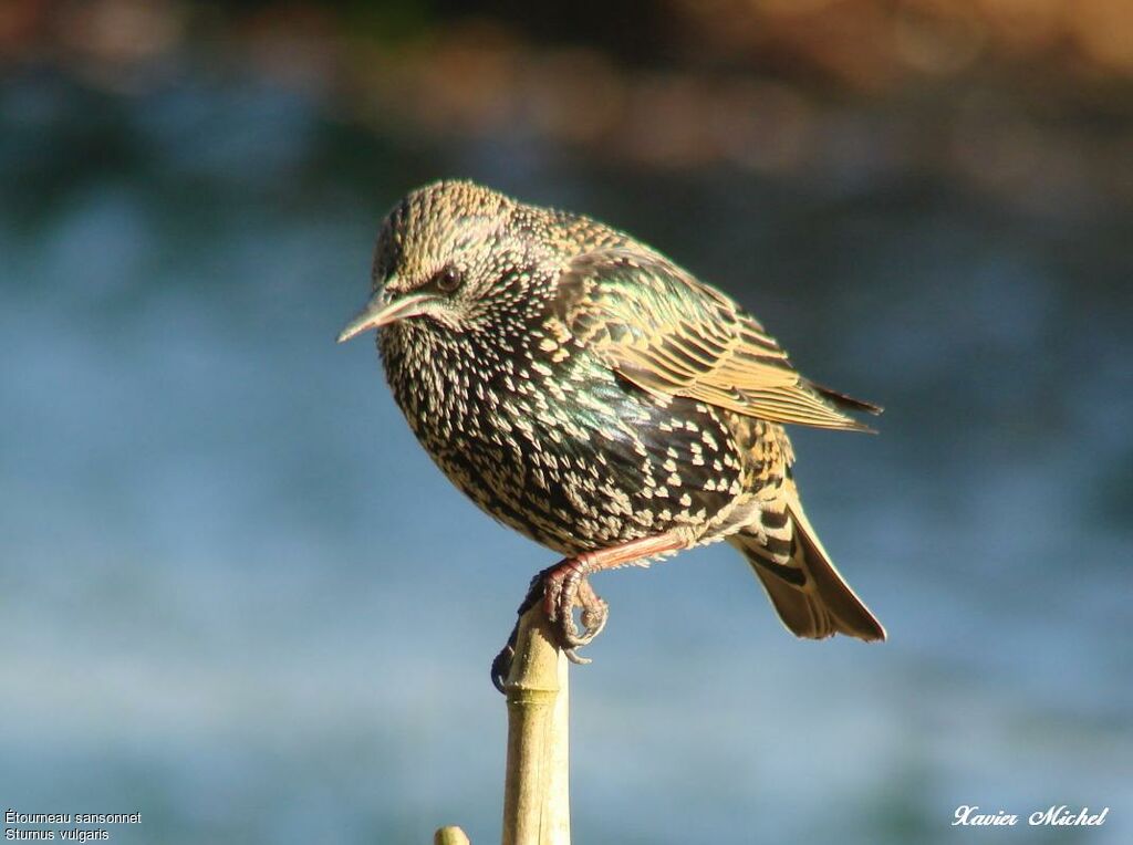 Common Starling