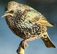 Common Starling