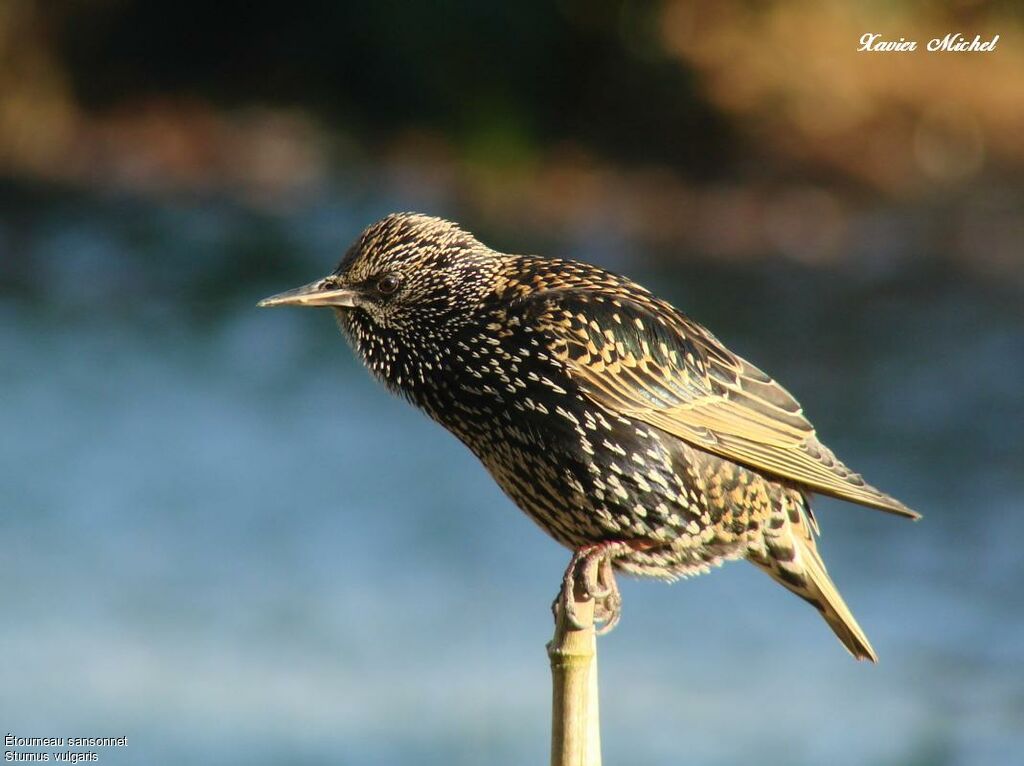 Common Starling