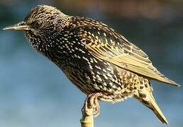 Common Starling