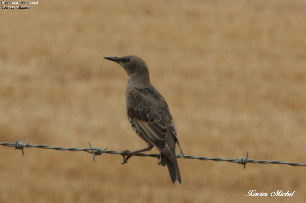 Common Starlingjuvenile, identification