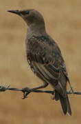 Common Starling