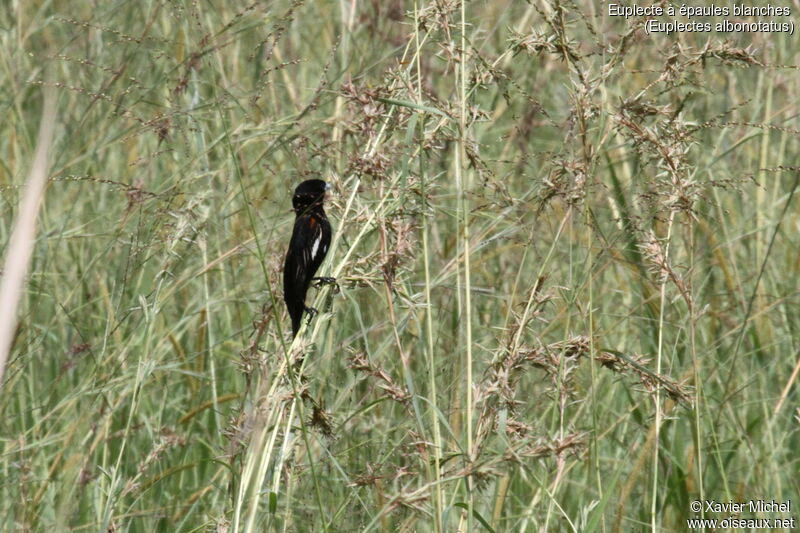 White-winged Widowbird male adult