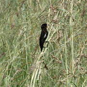 White-winged Widowbird